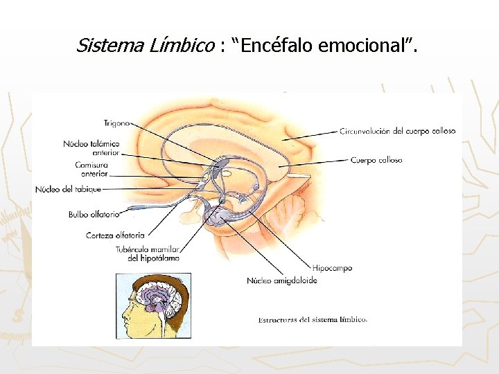 Sistema Límbico : “Encéfalo emocional”. 
