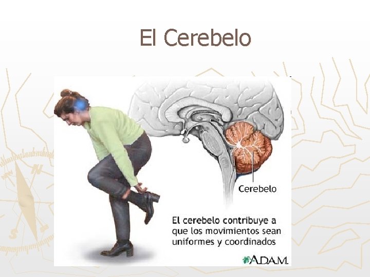 El Cerebelo 