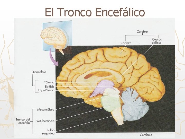 El Tronco Encefálico 