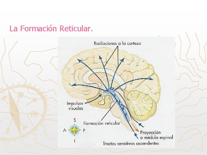 La Formación Reticular. 