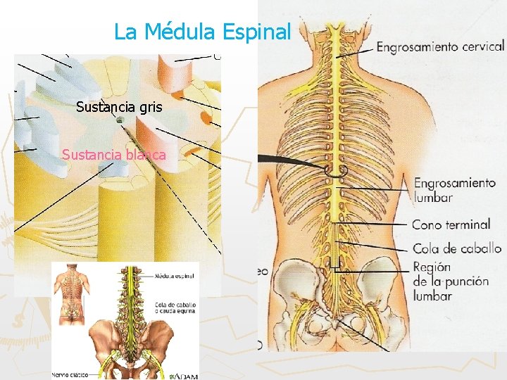 La Médula Espinal Sustancia gris Sustancia blanca 