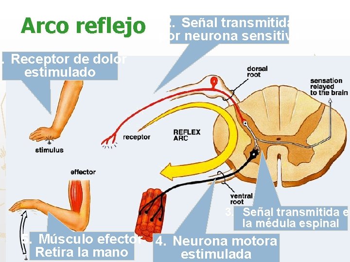 Arco reflejo 2. Señal transmitida por neurona sensitiva 1. Receptor de dolor estimulado 3.