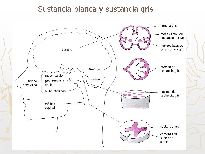 Sustancia blanca y sustancia gris 
