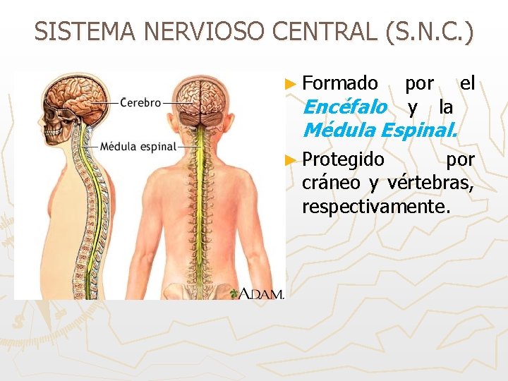 SISTEMA NERVIOSO CENTRAL (S. N. C. ) ► Formado por el Encéfalo y la