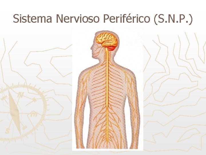 Sistema Nervioso Periférico (S. N. P. ) 