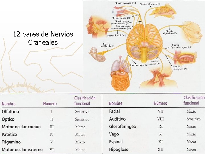 12 pares de Nervios Craneales 