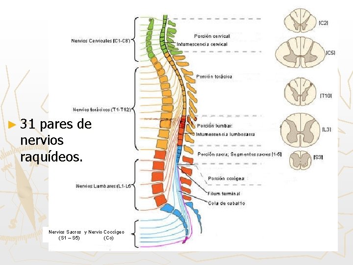 Cuales Son Los 31 Pares Raquideos