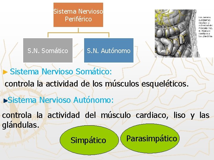 Sistema Nervioso Periférico S. N. Somático S. N. Autónomo ► Sistema Nervioso Somático: controla
