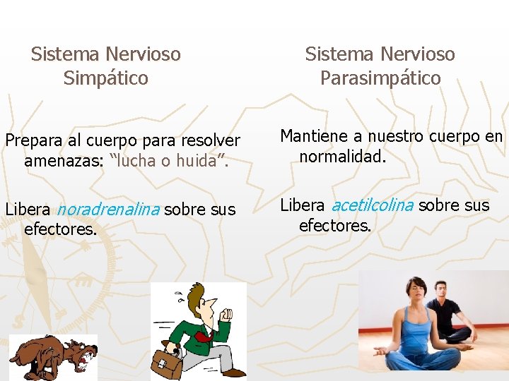 Sistema Nervioso Simpático Sistema Nervioso Parasimpático Prepara al cuerpo para resolver amenazas: “lucha o