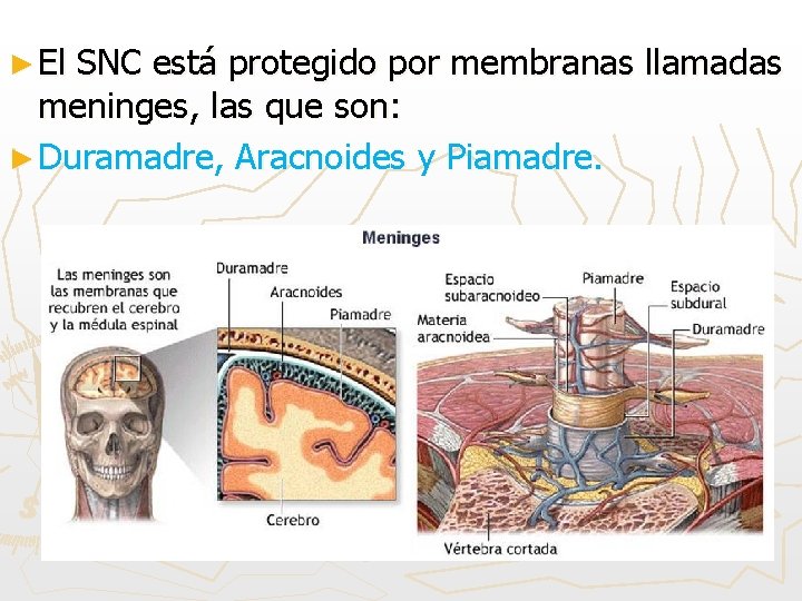 ► El SNC está protegido por membranas llamadas meninges, las que son: ► Duramadre,