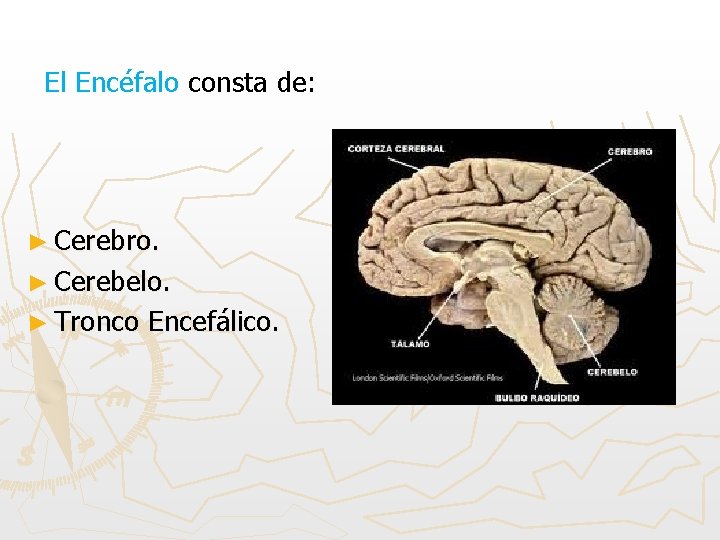 El Encéfalo consta de: ► Cerebro. ► Cerebelo. ► Tronco Encefálico. 
