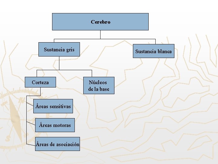 Cerebro Sustancia gris Corteza Áreas sensitivas Áreas motoras Áreas de asociación Sustancia blanca Núcleos