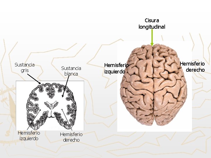 Cisura longitudinal Sustancia gris Hemisferio izquierdo Sustancia blanca Hemisferio derecho Hemisferio izquierdo Hemisferio derecho