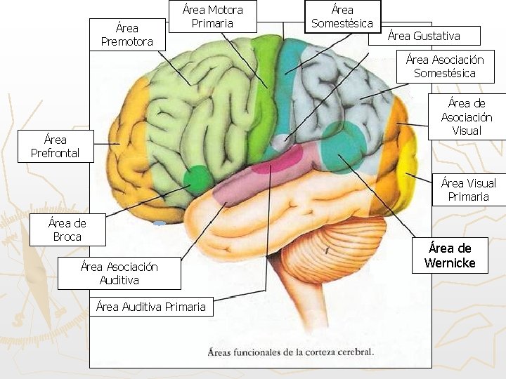 Área Premotora Área Motora Primaria Área Somestésica Área Gustativa Área Asociación Somestésica Área de