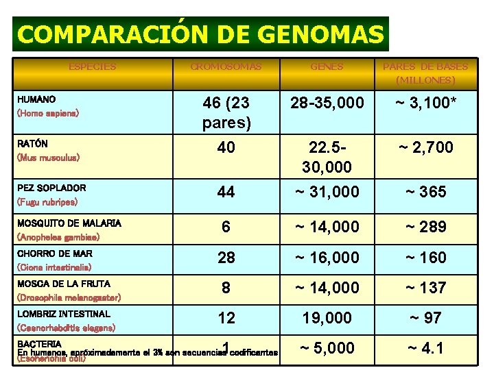 COMPARACIÓN DE GENOMAS ESPECIES CROMOSOMAS GENES PARES DE BASES (MILLONES) HUMANO (Homo sapiens) 46