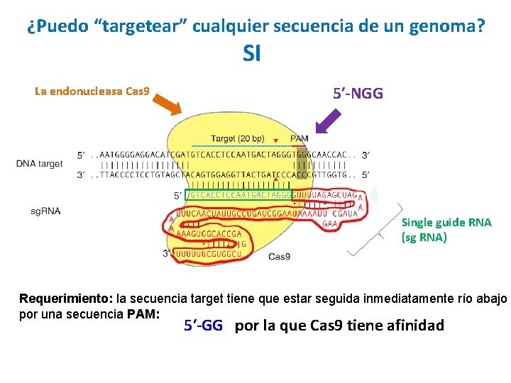 ¿Puedo “targetear” cualquier secuencia de un genoma? SI La endonucleasa Cas 9 5′-NGG Single