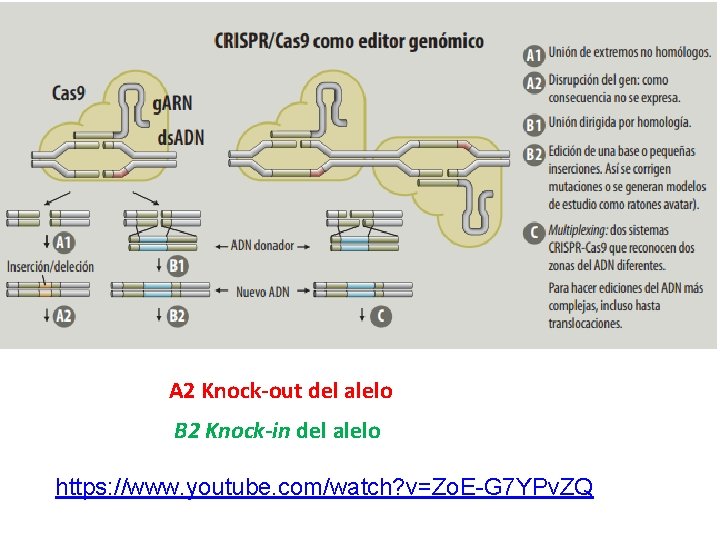 A 2 Knock-out del alelo B 2 Knock-in del alelo https: //www. youtube. com/watch?
