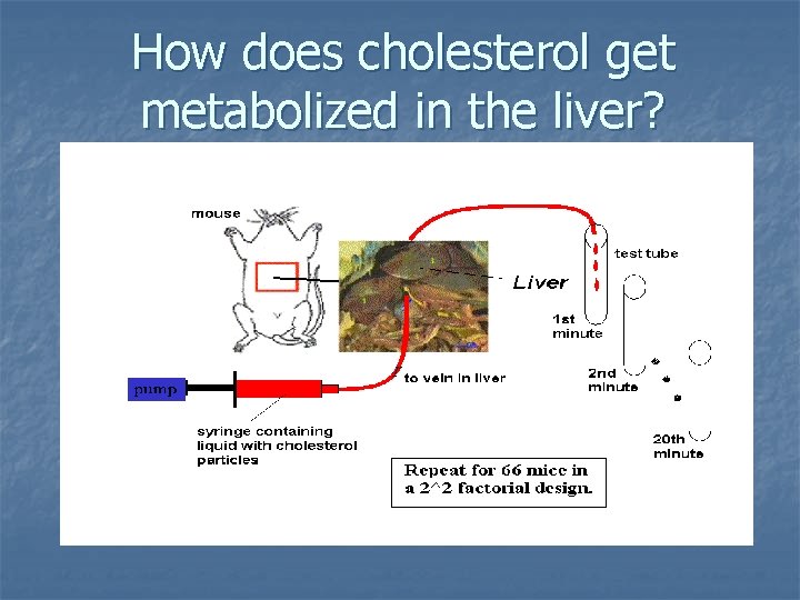 How does cholesterol get metabolized in the liver? 