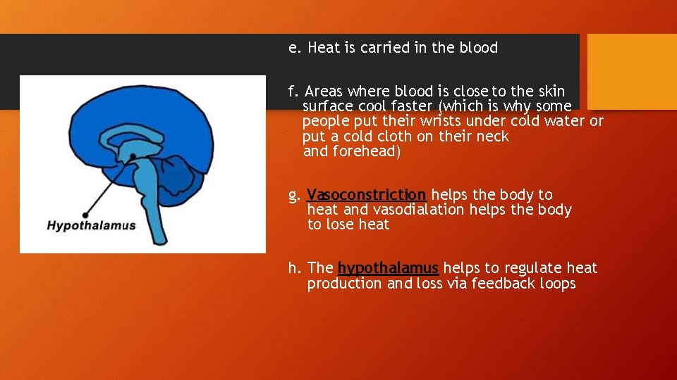 e. Heat is carried in the blood f. Areas where blood is close to