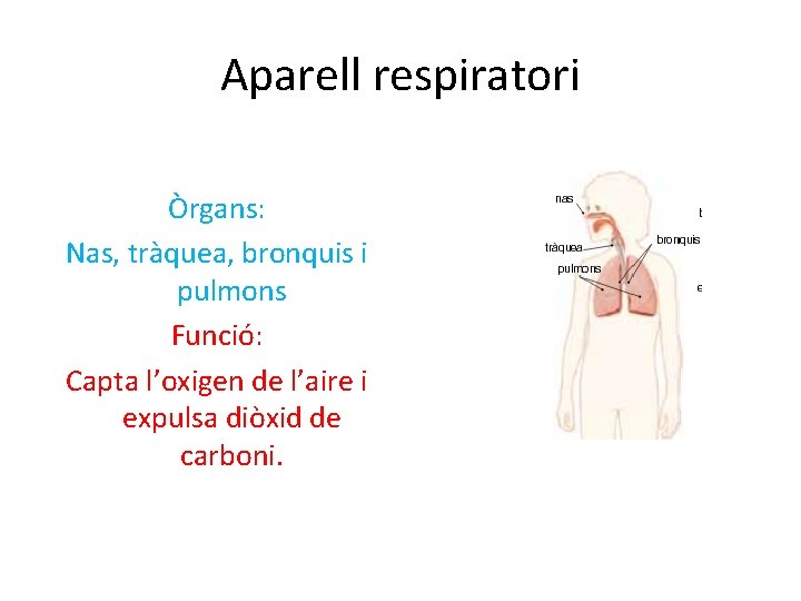 Aparell respiratori Òrgans: Nas, tràquea, bronquis i pulmons Funció: Capta l’oxigen de l’aire i