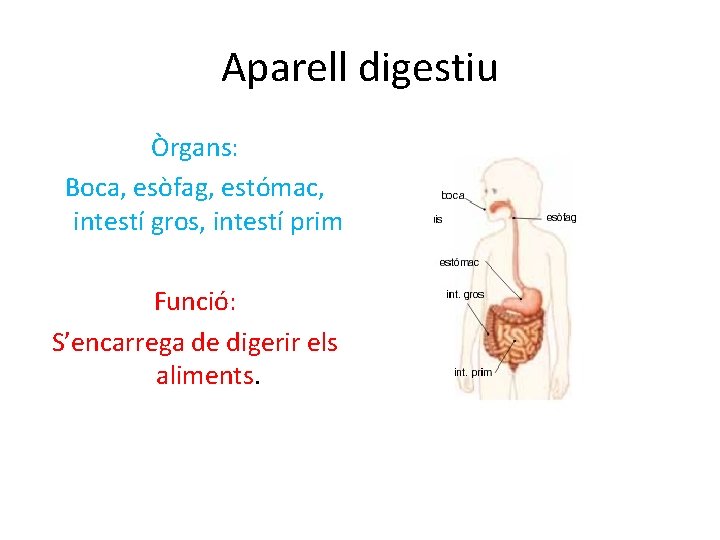Aparell digestiu Òrgans: Boca, esòfag, estómac, intestí gros, intestí prim Funció: S’encarrega de digerir