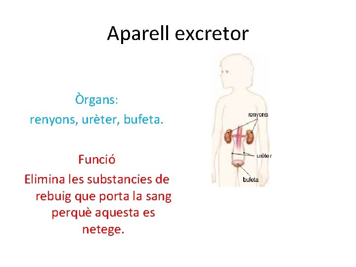 Aparell excretor Òrgans: renyons, urèter, bufeta. Funció Elimina les substancies de rebuig que porta