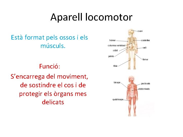 Aparell locomotor Està format pels ossos i els músculs. Funció: S’encarrega del moviment, de