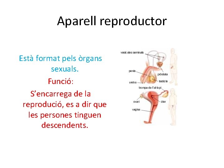 Aparell reproductor Està format pels òrgans sexuals. Funció: S’encarrega de la reprodució, es a