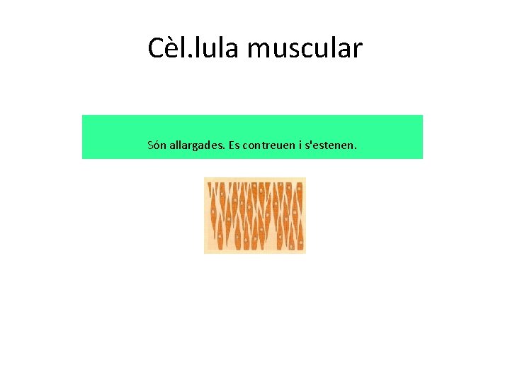 Cèl. lula muscular Són allargades. Es contreuen i s'estenen. 