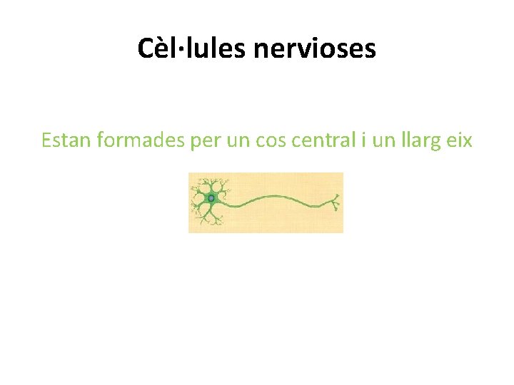 Cèl·lules nervioses Estan formades per un cos central i un llarg eix 