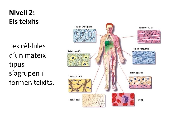 Nivell 2: Els teixits Les cèl·lules d’un mateix tipus s’agrupen i formen teixits. 