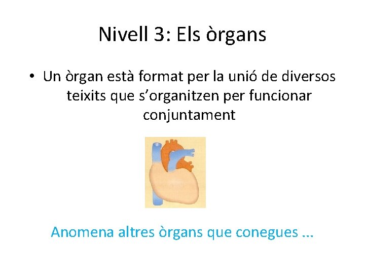 Nivell 3: Els òrgans • Un òrgan està format per la unió de diversos