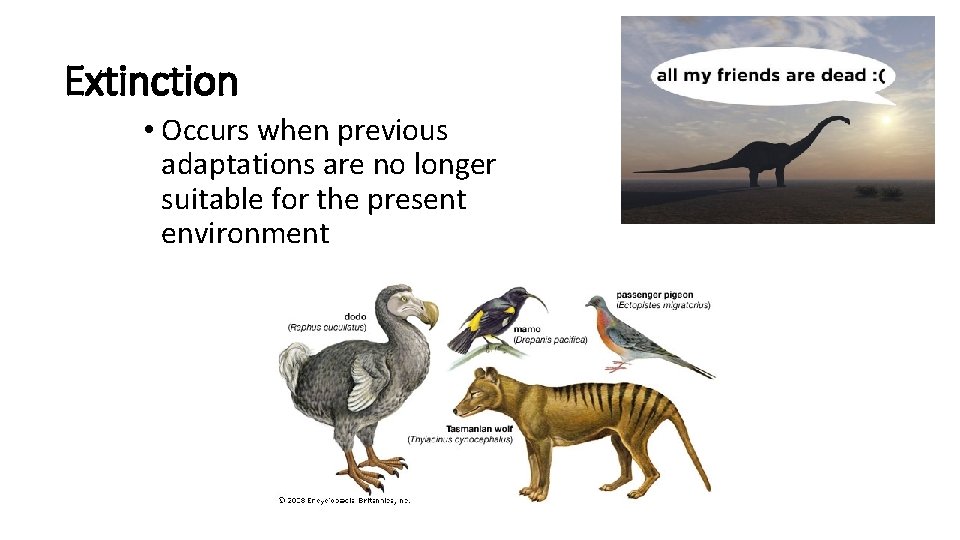 How it happens evolution my friend A brief