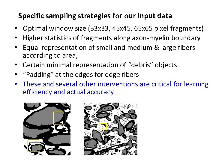 Specific sampling strategies for our input data • Optimal window size (33 x 33, Specific sampling strategies for our input data • Optimal window size (33 x 33,