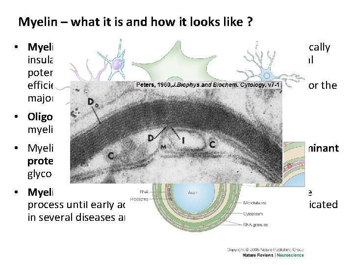 Myelin – what it is and how it looks like ? • Myelin – Myelin – what it is and how it looks like ? • Myelin –