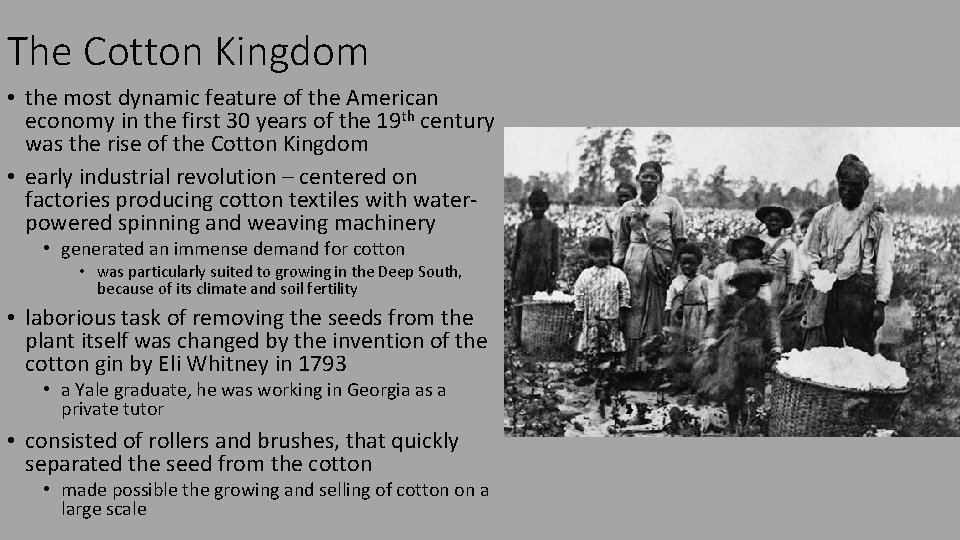 The Cotton Kingdom • the most dynamic feature of the American economy in the