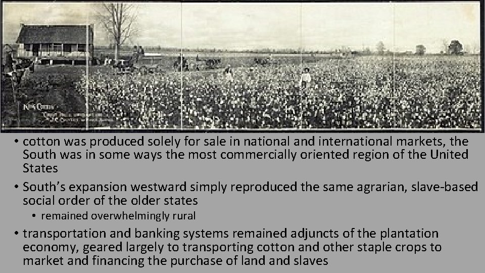  • cotton was produced solely for sale in national and international markets, the