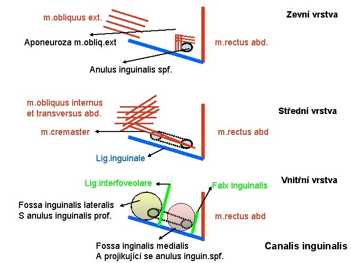 Zevní vrstva m. obliquus ext. Aponeuroza m. obliq. ext m. rectus abd. Anulus inguinalis