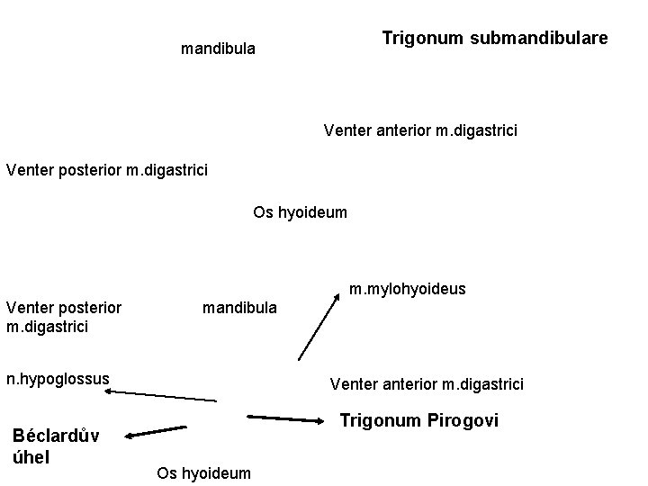 Trigonum submandibulare mandibula Venter anterior m. digastrici Venter posterior m. digastrici Os hyoideum m.