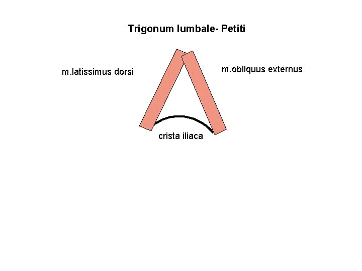 Trigonum lumbale- Petiti m. obliquus externus m. latissimus dorsi crista iliaca 