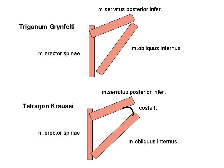 m. serratus posterior infer. Trigonum Grynfelti m. erector spinae m. obliquus internus m. serratus