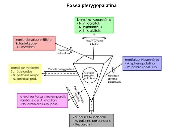 Fossa pterygopalatina 