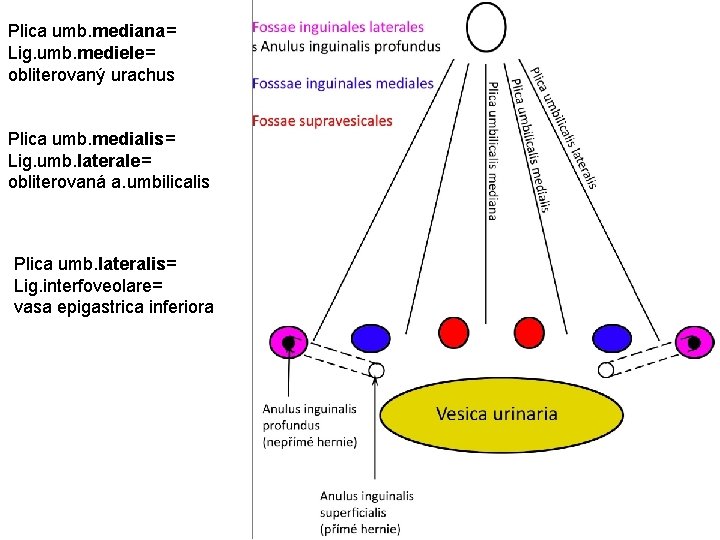 Plica umb. mediana= Lig. umb. mediele= obliterovaný urachus Plica umb. medialis= Lig. umb. laterale=