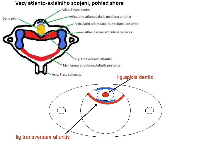 lig. apicis dentis lig. transversum atlantis 