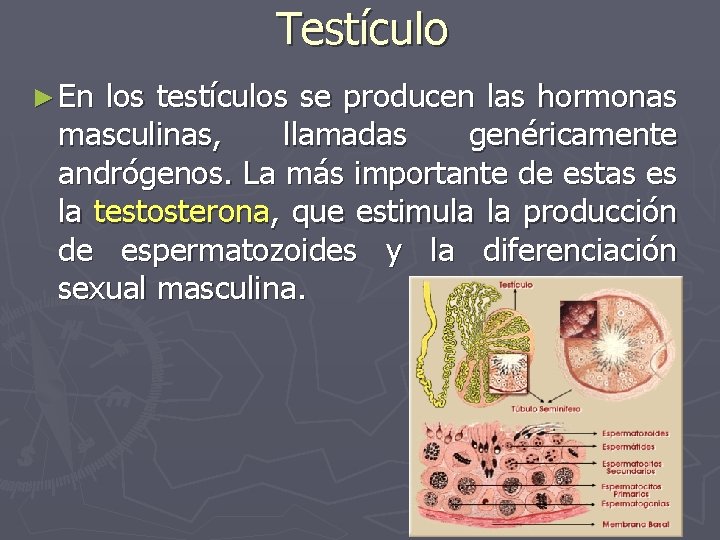 Testículo ► En los testículos se producen las hormonas masculinas, llamadas genéricamente andrógenos. La