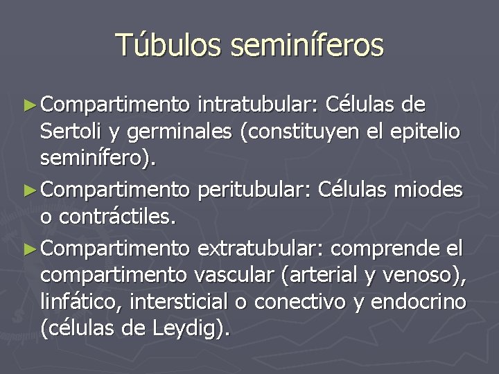 Túbulos seminíferos ► Compartimento intratubular: Células de Sertoli y germinales (constituyen el epitelio seminífero).