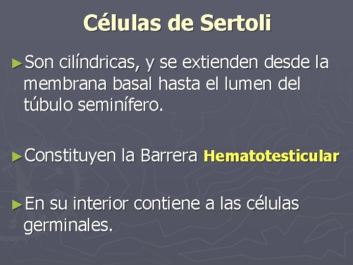 Células de Sertoli ►Son cilíndricas, y se extienden desde la membrana basal hasta el