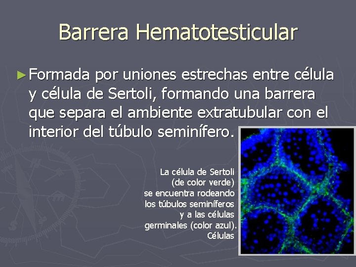 Barrera Hematotesticular ► Formada por uniones estrechas entre célula y célula de Sertoli, formando