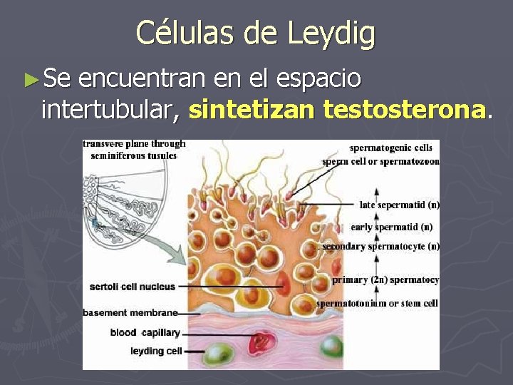 Células de Leydig ►Se encuentran en el espacio intertubular, sintetizan testosterona. 