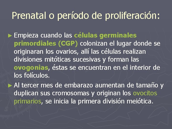 Prenatal o período de proliferación: ► Empieza cuando las células germinales primordiales (CGP) colonizan